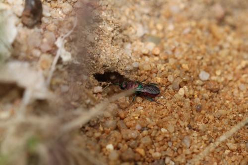 Hedychrum rutilans